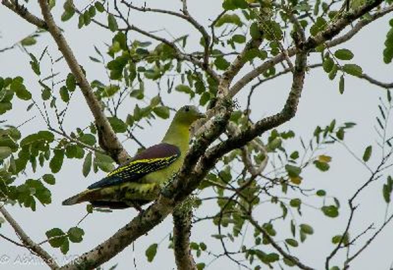 Grey fronted Green Pigeon