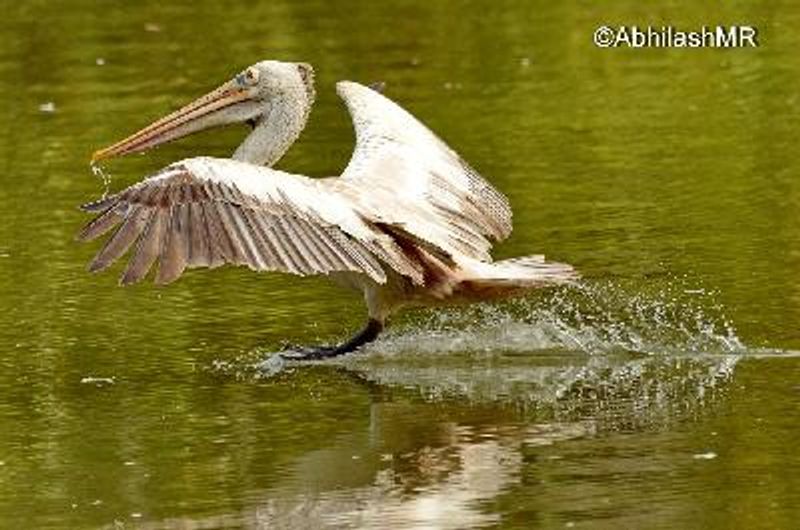 Spot billed Pelican