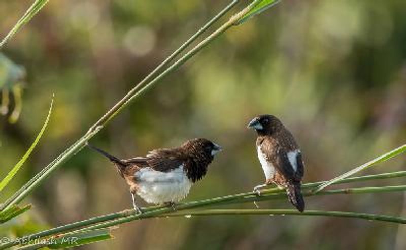 White rumped Munia