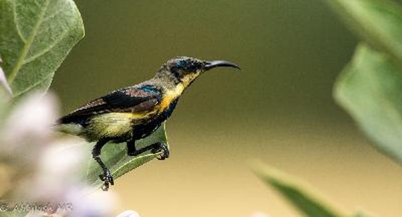 Purple rumped Sunbird