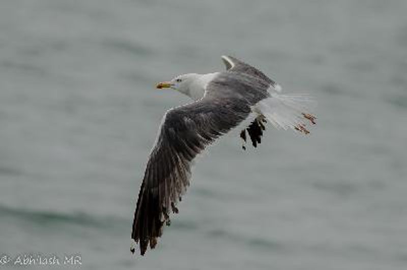 Lesser Black backed Gull