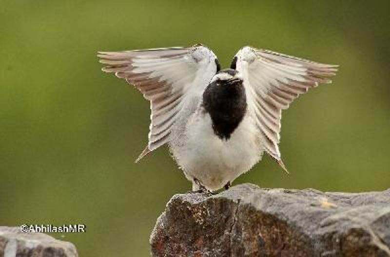 White browed Wagtail