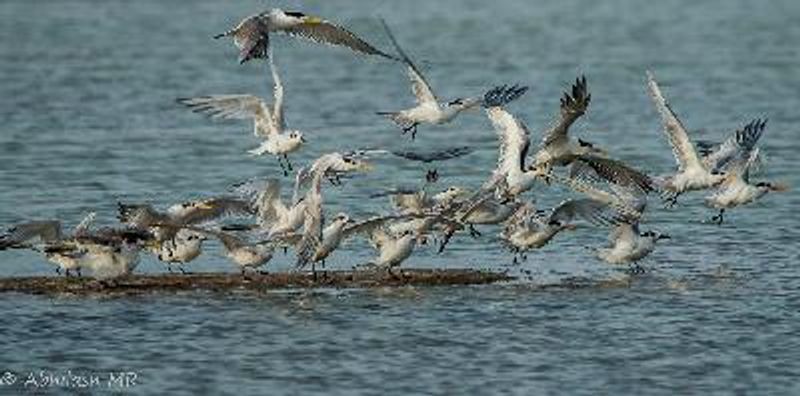 Lesser Crested Tern