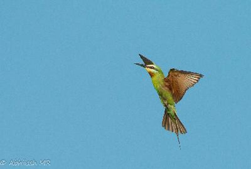 Blue cheeked Bee eater