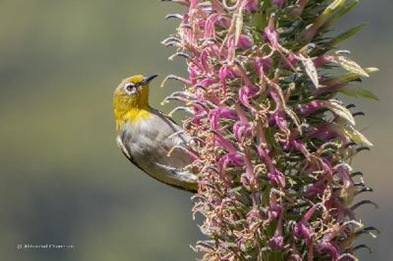 Oriental White eye