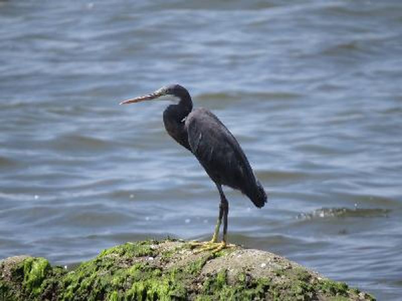 Western Reef Egret