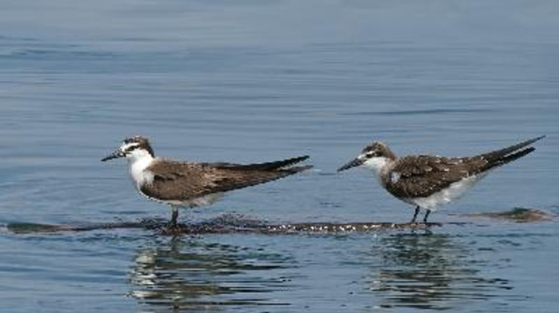 Bridled Tern