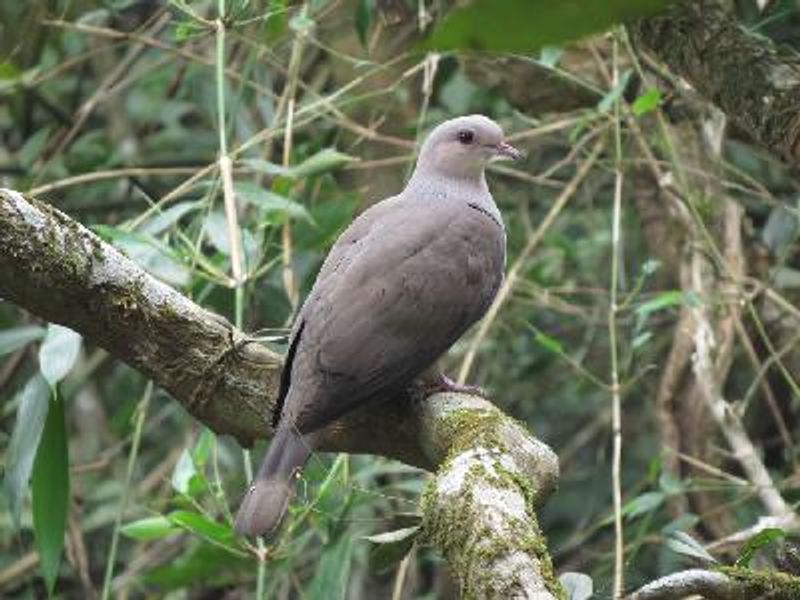 Mountain Imperial Pigeon