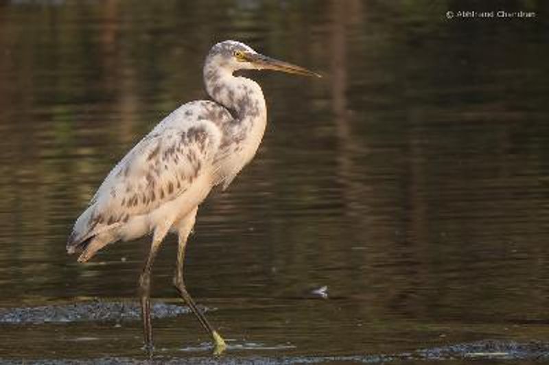 Western Reef Egret