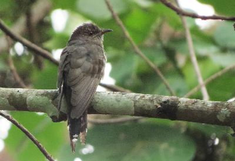 Grey bellied Cuckoo