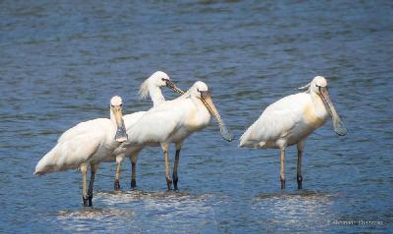 Eurasian Spoonbill