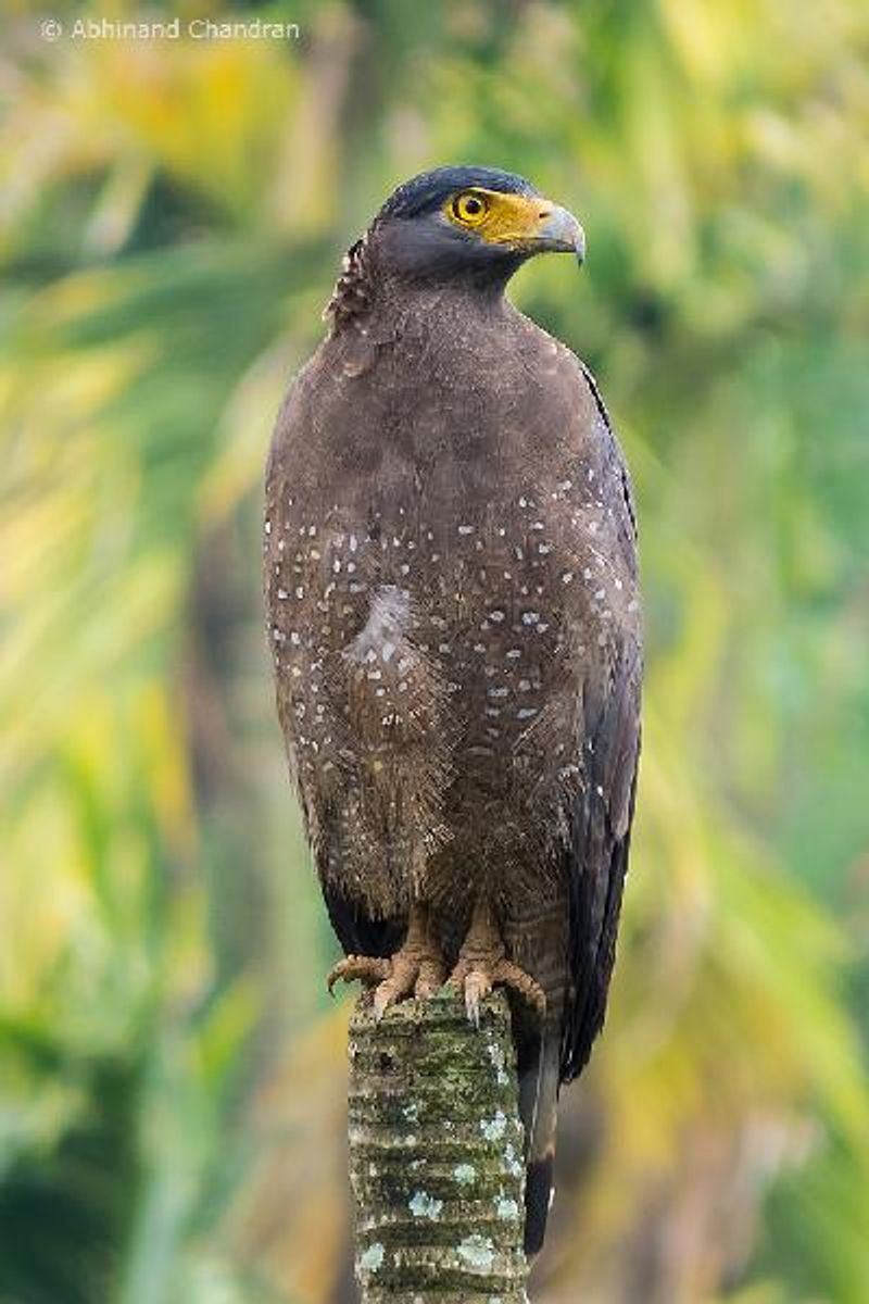 Crested Serpent Eagle