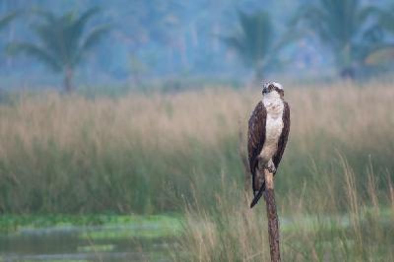 Osprey