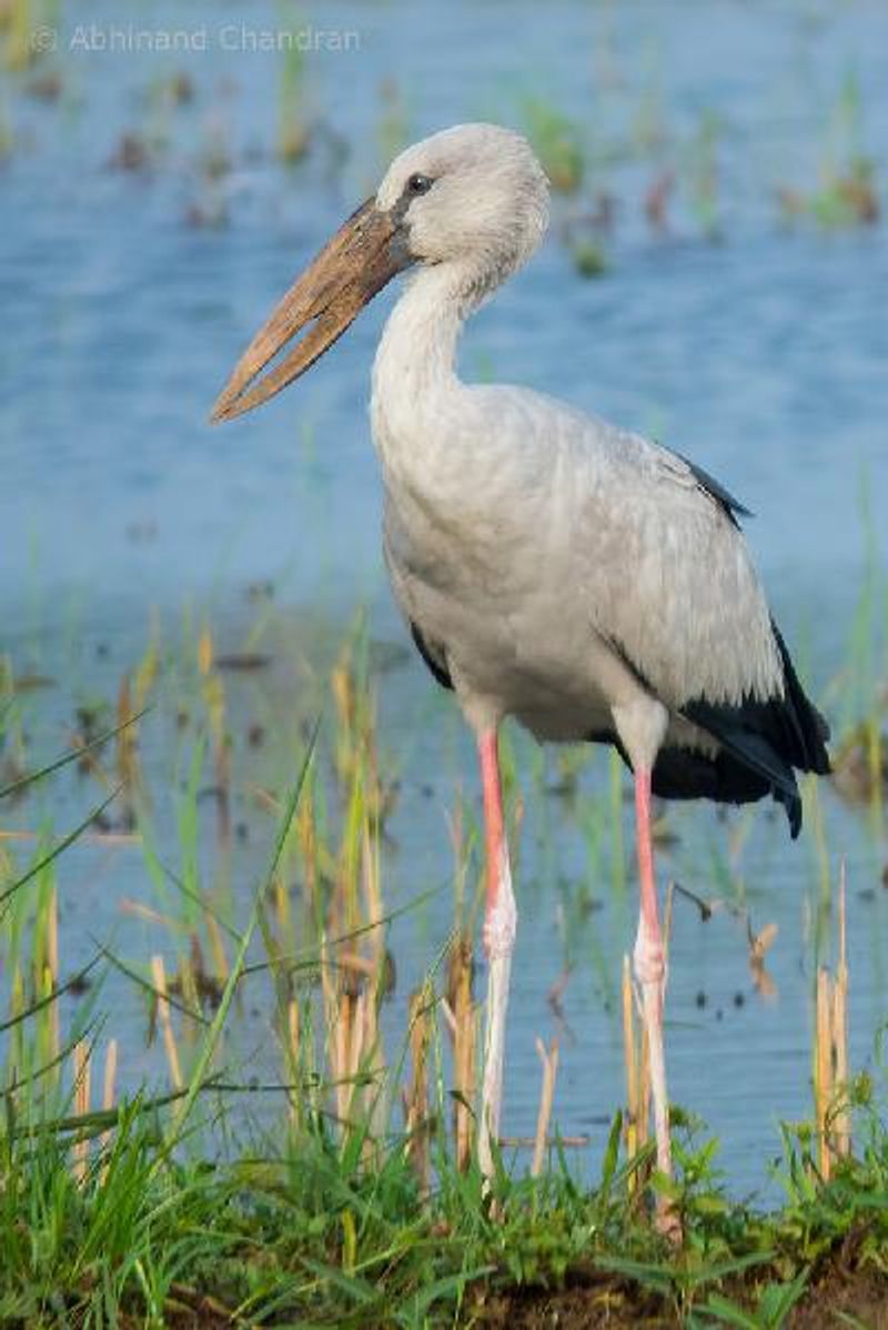 Asian Openbill