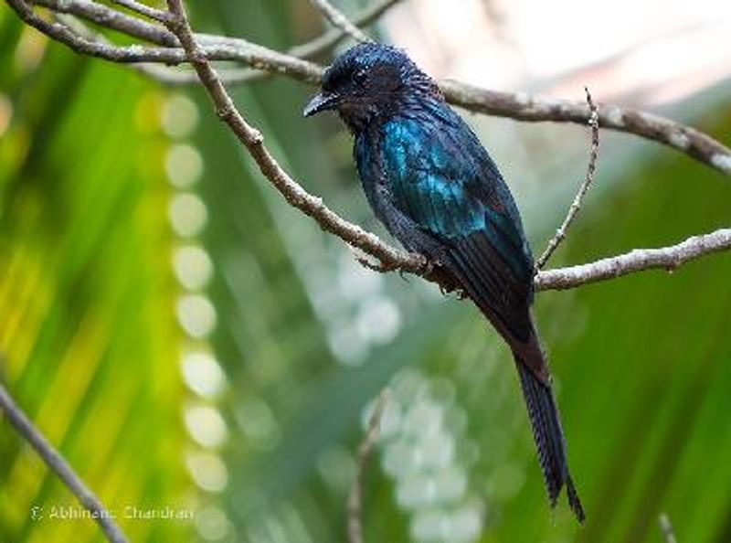 Bronzed Drongo