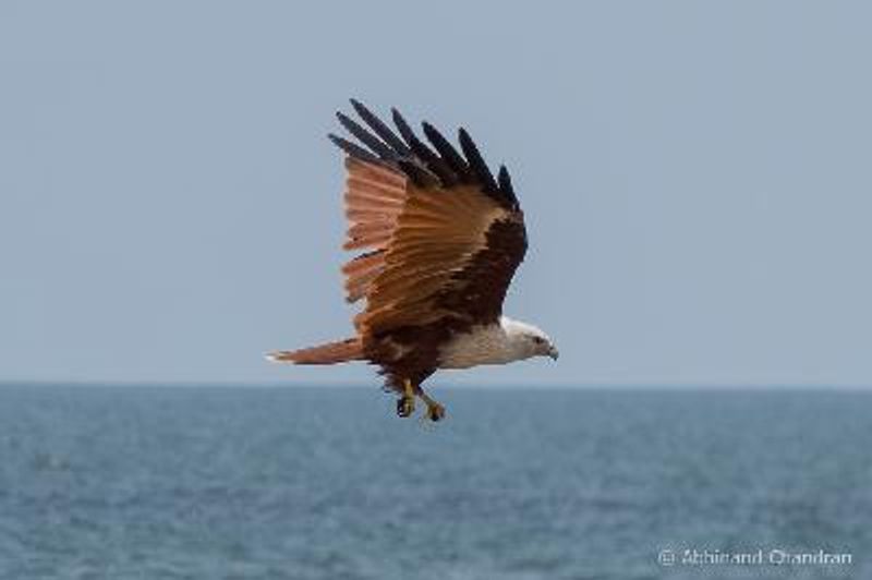 Brahminy Kite