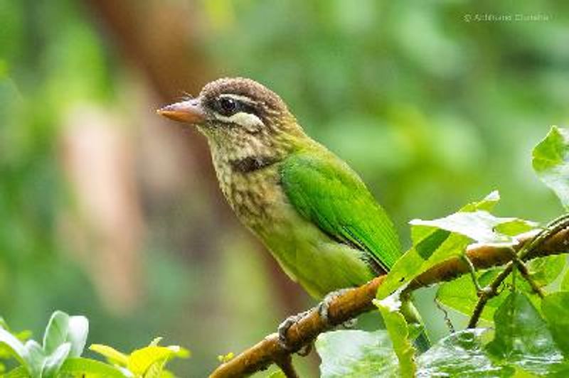 White cheeked Barbet