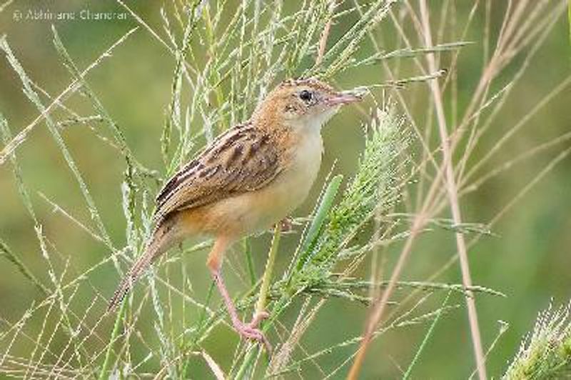 Zitting Cisticola