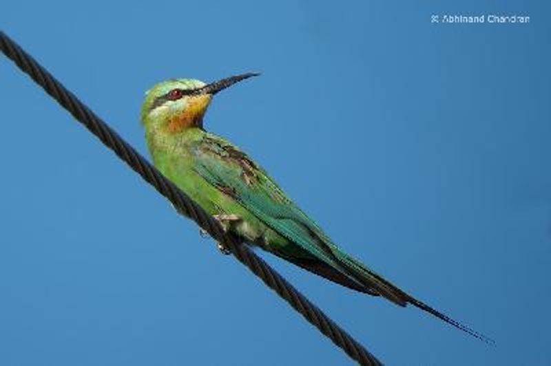 Blue cheeked Bee eater