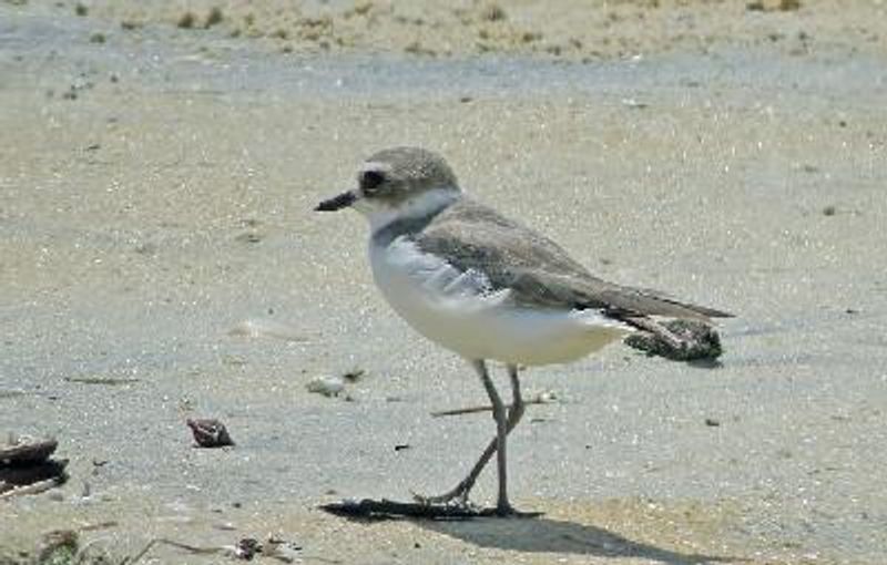 Kentish Plover