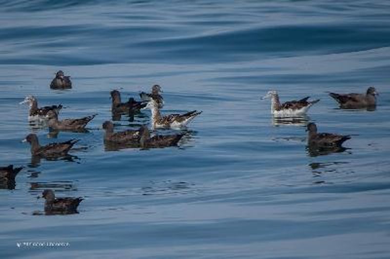 Streaked Shearwater