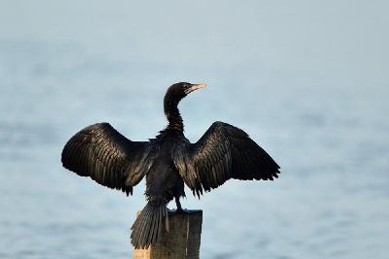 Little Cormorant