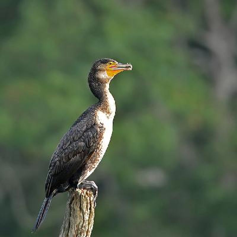 Great Cormorant