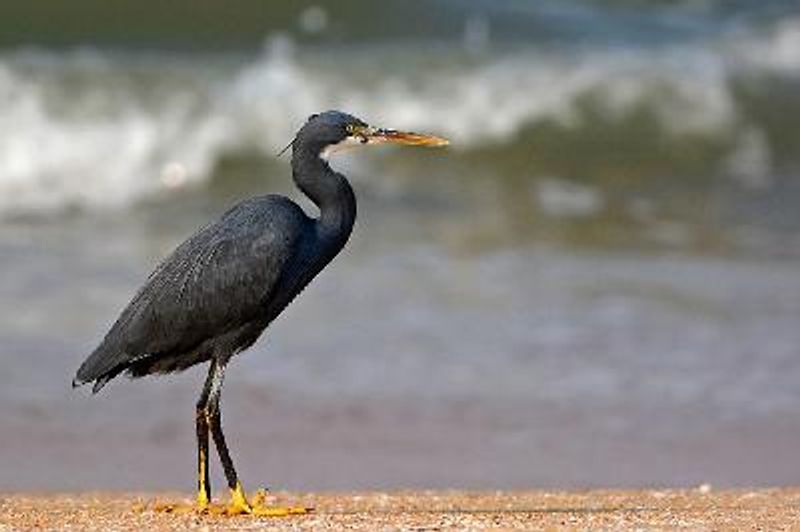 Western Reef Egret