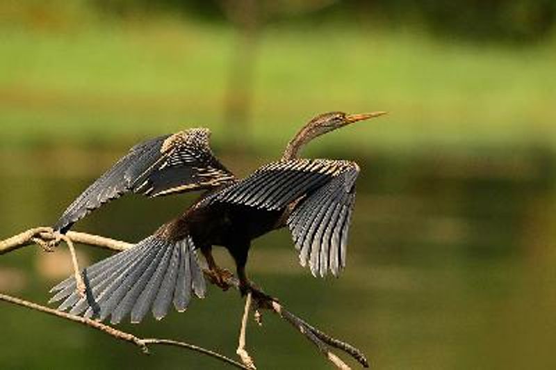 Oriental Darter