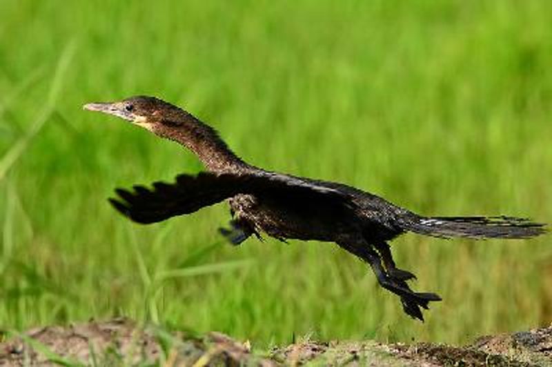 Little Cormorant