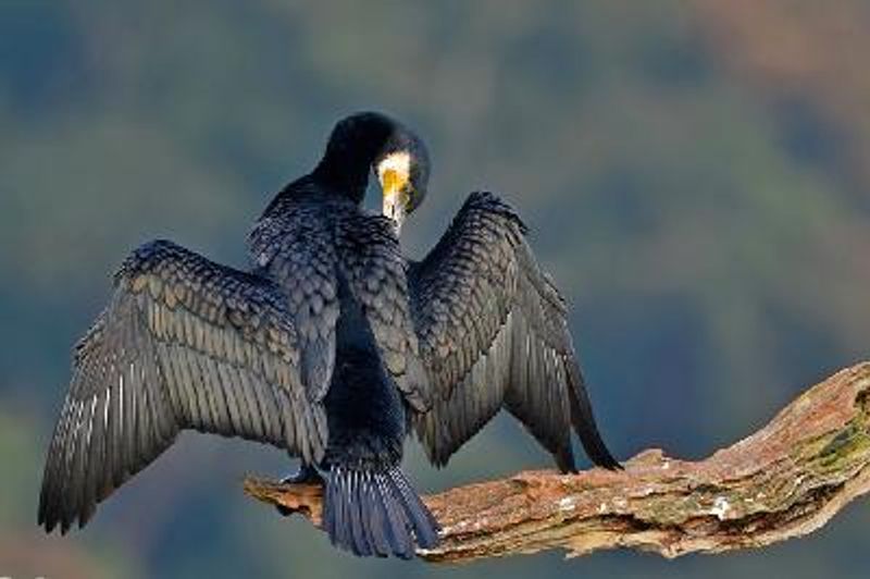 Great Cormorant