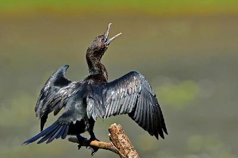 Little Cormorant