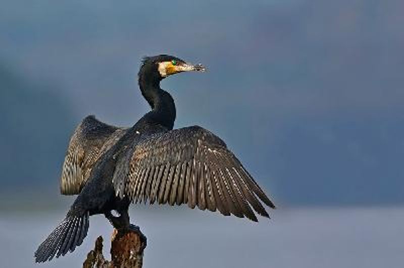 Great Cormorant