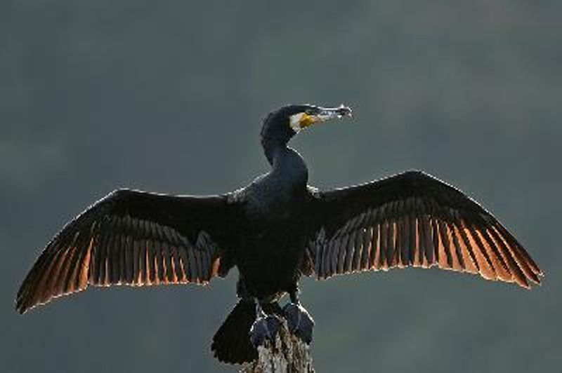 Great Cormorant