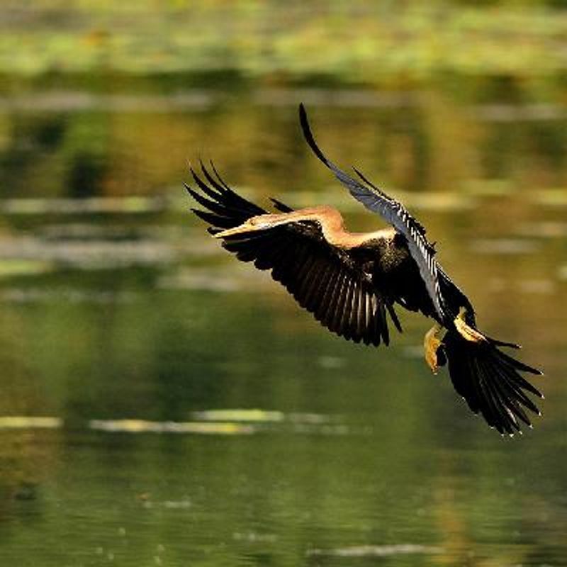 Oriental Darter