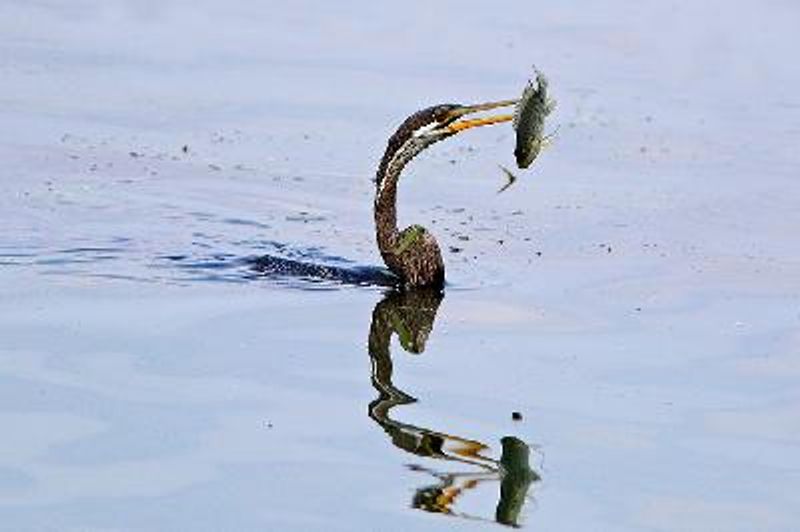 Oriental Darter