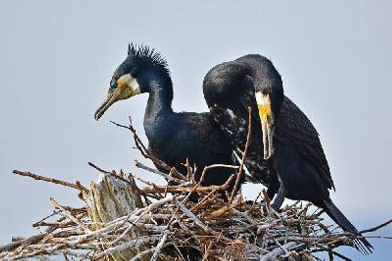 Great Cormorant