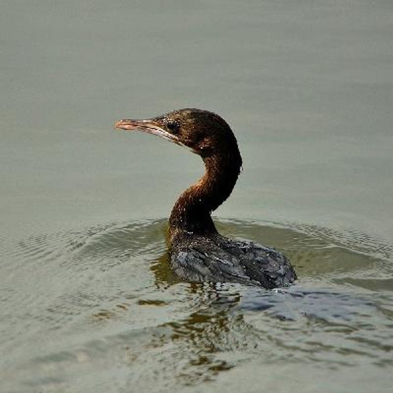 Little Cormorant