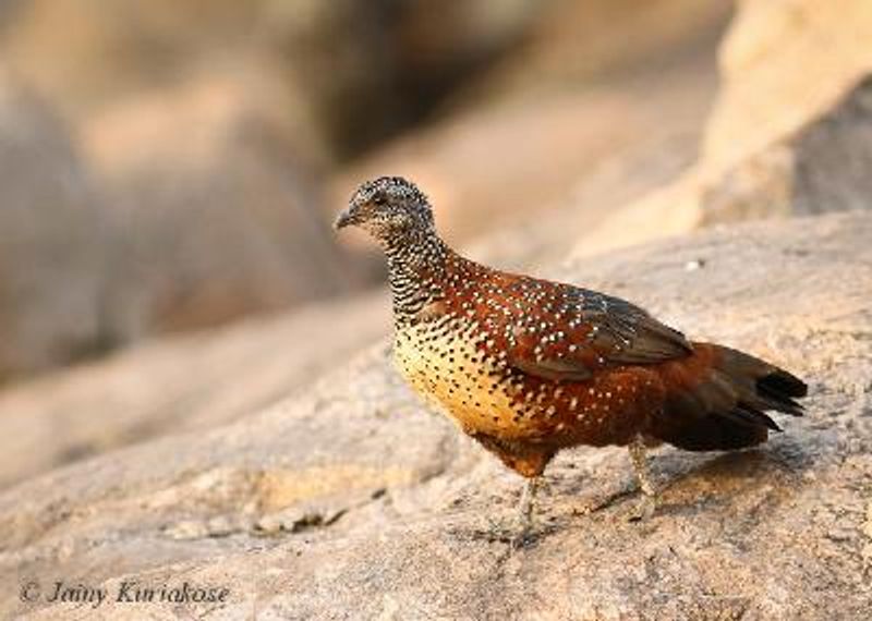 Painted Spurfowl