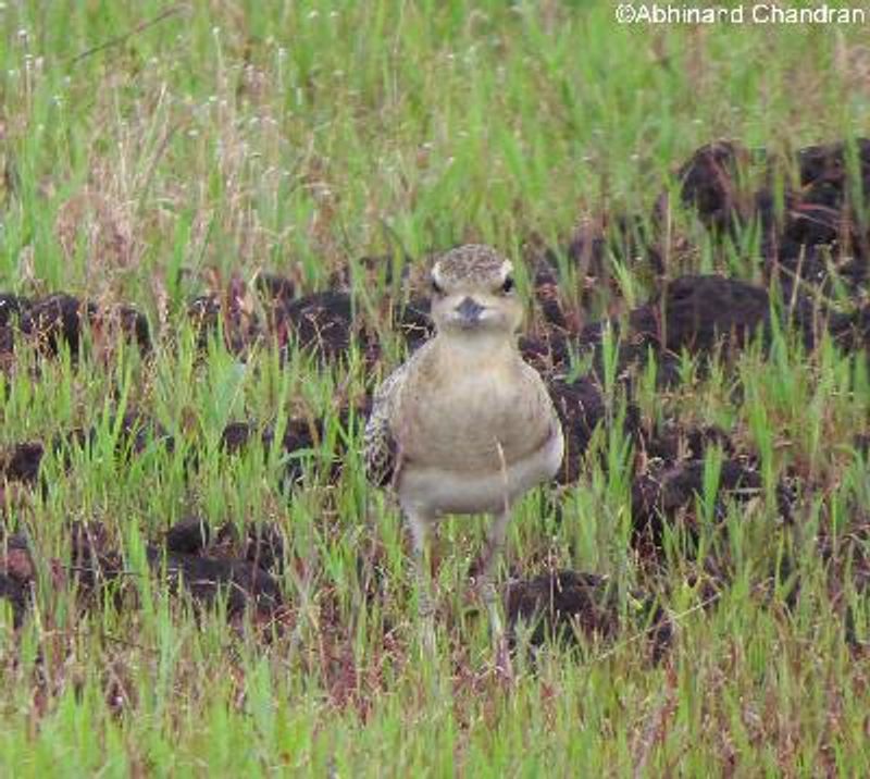 Caspian Plover