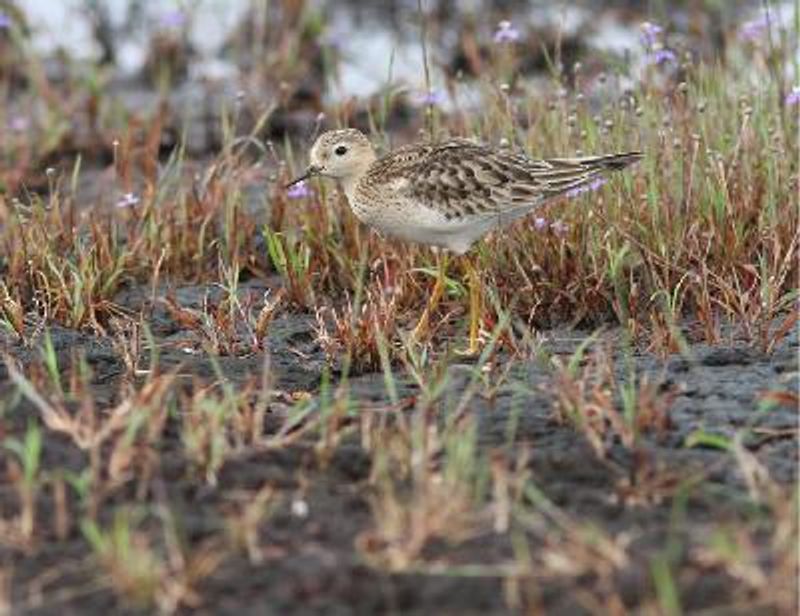 Buff breasted Sandpiper