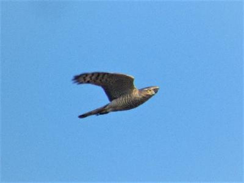 Eurasian Sparrowhawk