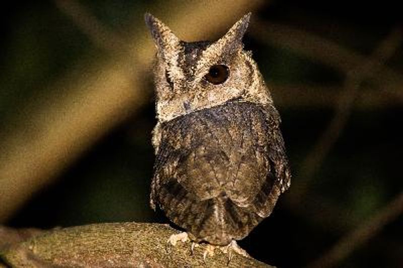 Indian Scops Owl