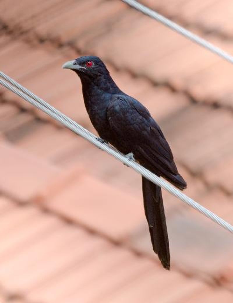 Asian Koel