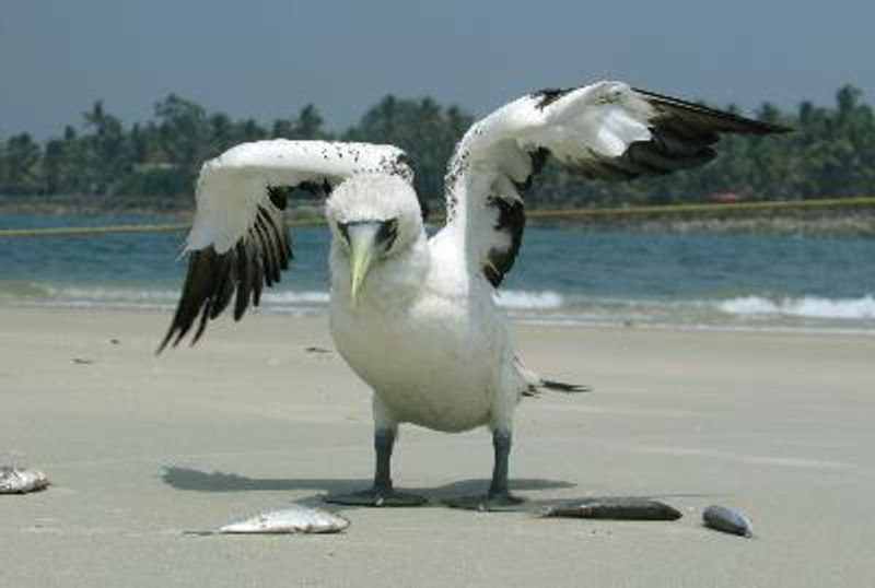 Masked Booby
