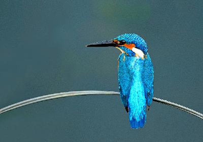 Common Kingfisher