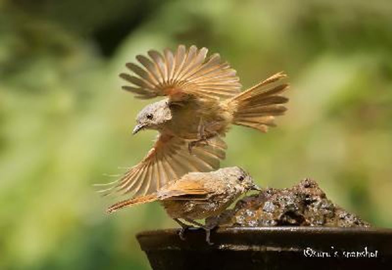 Brown cheeked Fulvetta