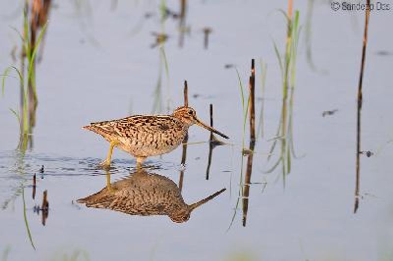 Pintail Snipe