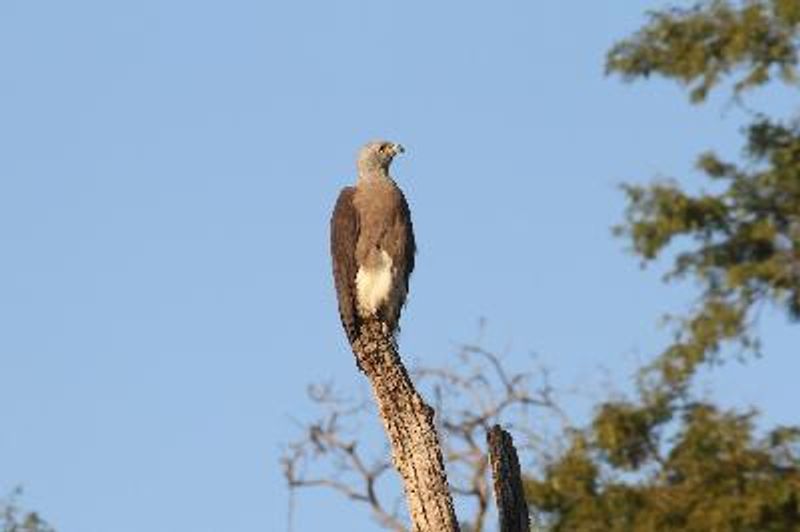 Grey headed Fish Eagle