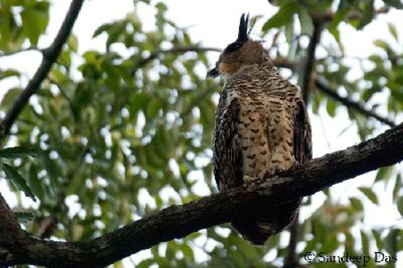 Spot bellied Eagle Owl